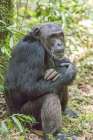 Africa, Uganda, Kibale Forest National Park. Chimpanzee in forest. Art Print